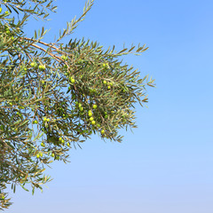 Olive branch with fruits against blue sky. Large green olives grow on a tree 