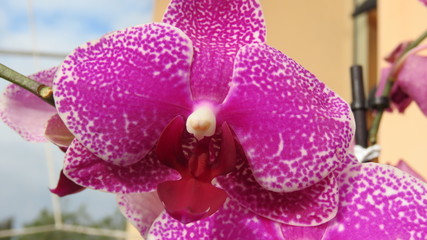 Orchidea 