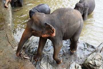 The Asian elephant is the largest living land animal in Asia.