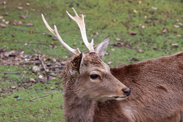 Young male fallow deer with antlers