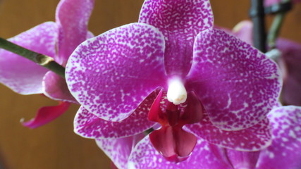 Orchidea 