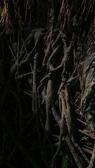 The roots of the trees in the jungle. Dark abstract vertical background