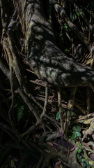 The roots of the trees in the jungle. Dark abstract vertical background