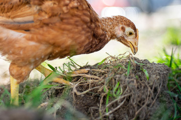Dominant Red barred chicken looking for food in the  garden with grass