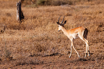 Young antelope fron Tanzania Serengeti