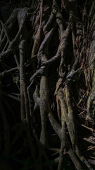 The roots of the trees in the jungle. Dark abstract vertical background