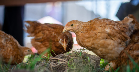 Dominant Red barred chicken looking for food in the  garden with grass