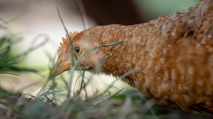 Dominant Red barred chicken looking for food in the  garden with grass