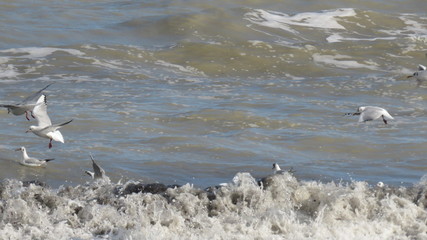 Fototapeta premium Gabbiani