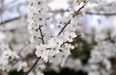 Fruit blossoms