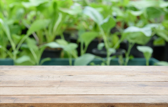 Wood Table Top With Green Chinese Cabbage  Vegetable Background