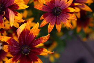 Multi-colored single flowers in nature