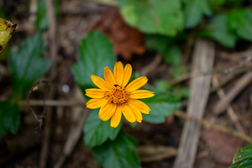 yellow flower