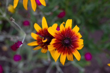 Multi-colored single flowers in nature