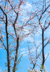 Cherry blossom in full bloom