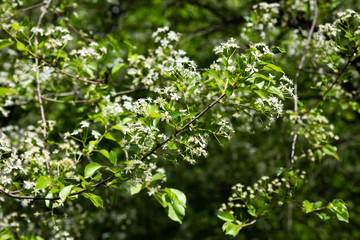 Fototapeta na wymiar White flowers on a branch padellus mahaleb