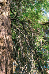 Branches and trunk of sequoia sempervirens is close