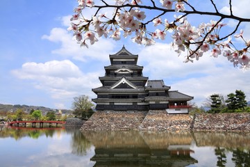 Naklejka premium Matsumoto, Japan. Cherry blossoms spring time flowers.