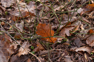 autumn leaves on the ground