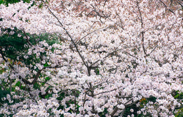 Fototapety  Cherry blossom in full bloom