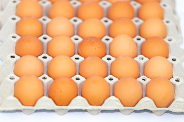 Fresh eggs on the tray isolated on white background