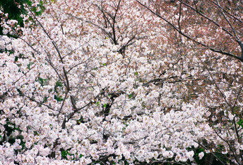 Cherry blossom in full bloom