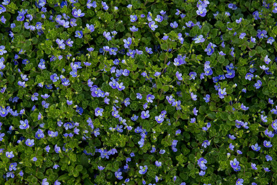 Many Blue Flowers In A Top View Of The Meadow, Several Aerial View.