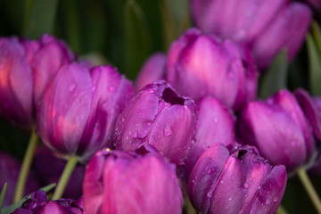 Obraz premium Purple tulips with rain drops