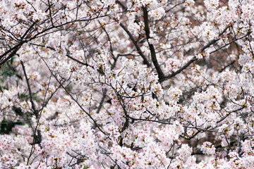 Cherry blossom in full bloom