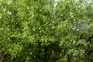 Fototapeta na wymiar Harvest in the village. Apple tree with ripe apples in the garden. Close up. Material for the site about the village, gardening, fruit trees, summer.