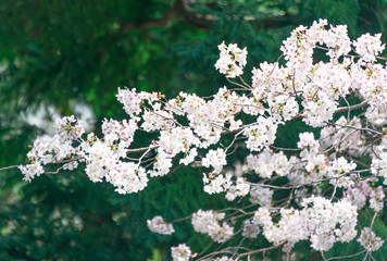 Cherry blossom in full bloom