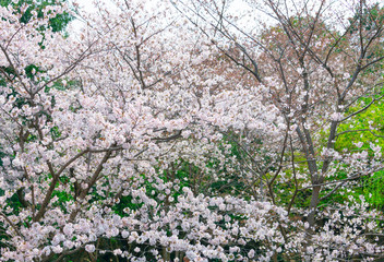 Cherry blossom in full bloom