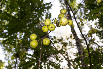 Harvest in the village. Apple tree with ripe apples . Close up. Material for the site about the village, gardening, fruit trees, summer.
