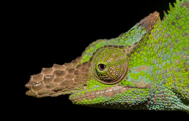 A close up of a green chameleon face © Jason