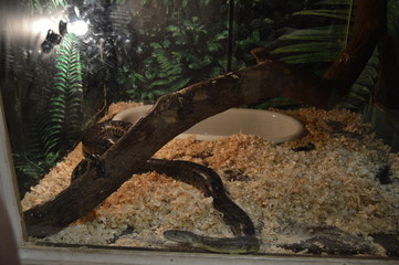 snake in the zoo