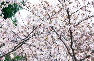 Cherry blossom in full bloom