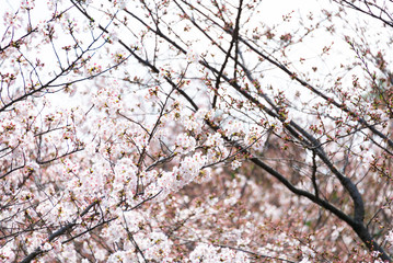 Cherry blossom in full bloom