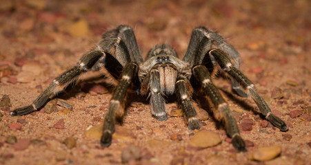 A scary Spider on the ground