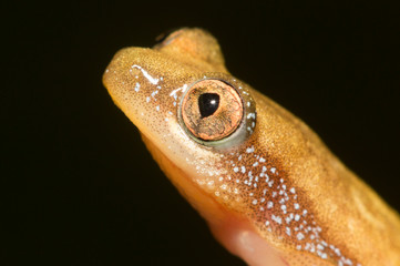 A close up of a frog