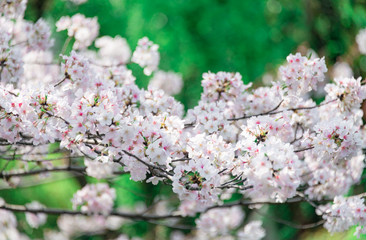 Cherry blossom in full bloom