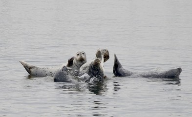 Group of seals in the ocean in Monterey, California, USA