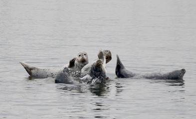 Obraz premium Group of seals in the ocean in Monterey, California, USA