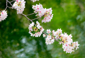Cherry blossom in full bloom
