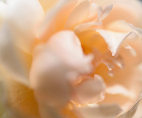 Fototapeta na wymiar Beautiful close up softness yellow rose petal background