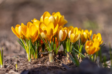 White and yellow crocuses in the country in the spring. Bright spring flowers. Fresh joyous plants bloomed. The young sprouts.