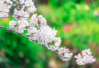 Cherry blossom in full bloom