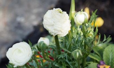 Ranunculus asiaticus | Renoncule des fleuristes ou renoncule asiatique de couleurs blanche 'Aviv'