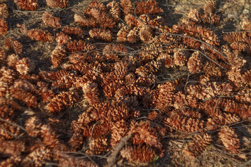 A squirrel threw cones under a tree.A place for feeding the animal.