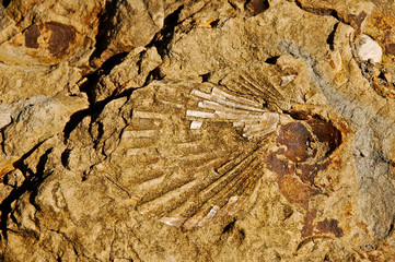 Shell fossil © Lila Tree