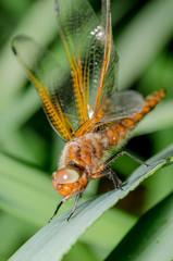 Orange dragonfly sits on green grass/dragonfly on green leave. Wild nature